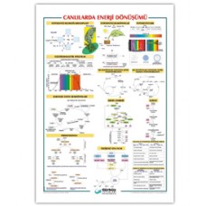 Canlılarda Enerji  Dönüşümü Levhası