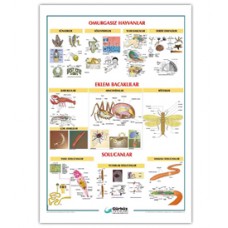 Omurgasız  Hayvanlar Levhası